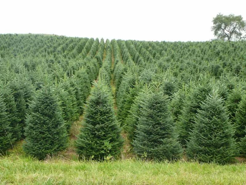 Плантация пихт Фрайзера